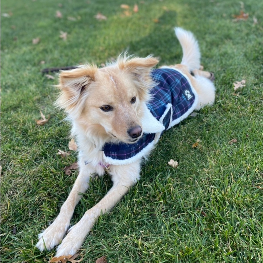 Shedrow K9 Winter Dog Coat